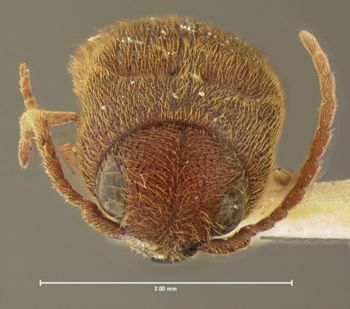 Media type: image;   Entomology 2369 Aspect: head frontal view